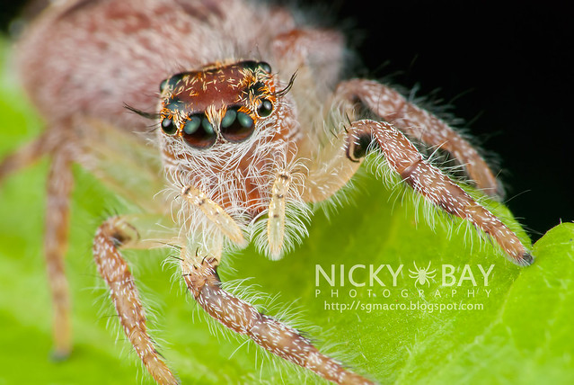 Jumping Spider (Salticidae) - DSC_8029