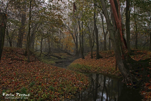 morning autumn tree fall water fog forest woods october stream kevin 2012 grandriverpark povenz