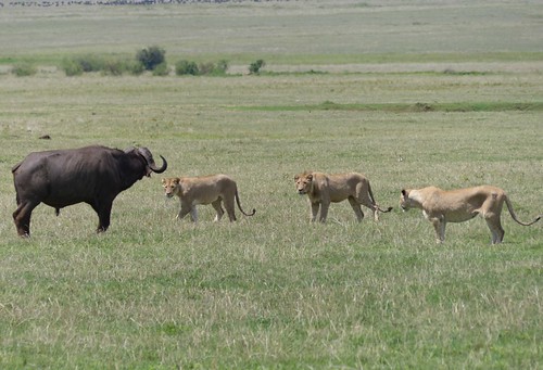 africa travel landscape tanzania safari lions ngorongorocrater