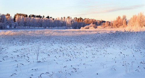 winter snow frost day scandinavia wintersun bluemood winterview norrbotten swedishwinter sunlitforest reedbelt vintermotiv settingsuninthereedbelt