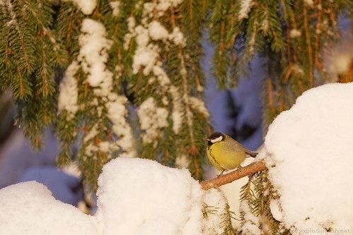 winter snow cold tree bird finland branch spruce greattit parusmajor pieksämäki canon5dmarkiii sigma150500mmf563apodgoshsm southernsavonia