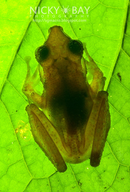 Spotted Tree Frog (Nyctixalus pictus) - DSC_0582