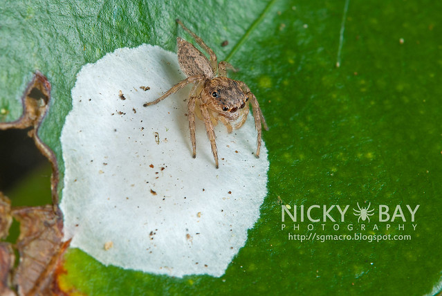 Jumping Spider (Salticidae) - DSC_5947