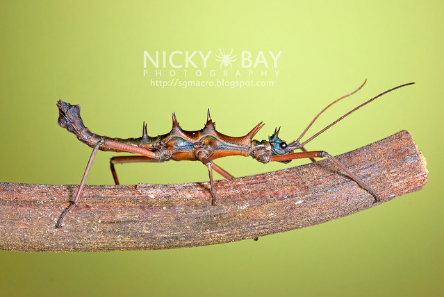 Stick Insect (Phasmatodea) - DSC_2143