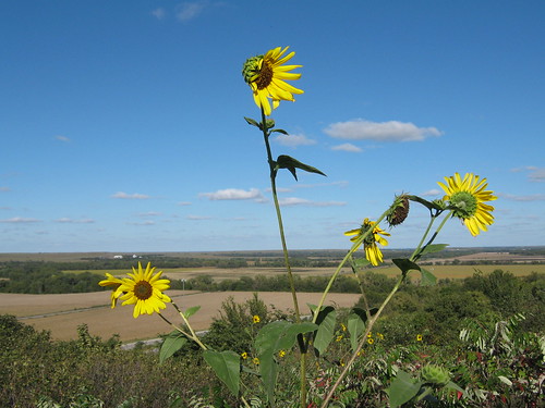 sky clouds landscape sunflowers kansas mothernature