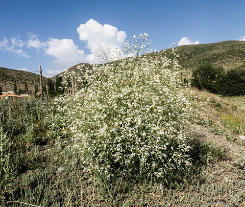 europe armenia brassicaceae wildplants peterphoto gegharkunik crambeorientalis