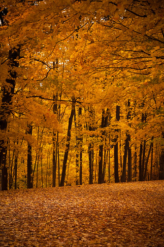 park trees orange fall leaves yellow landscape conservation area brampton claireville