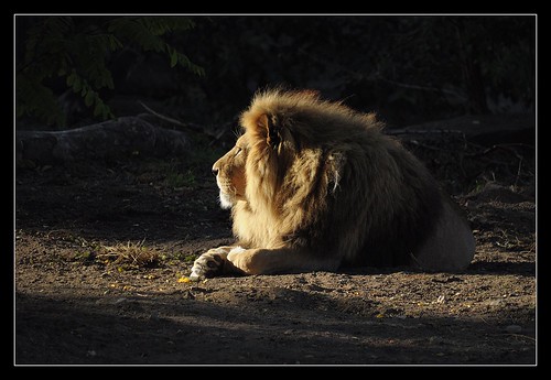 africa sunset sun animal animals copenhagen denmark zoo evening nikon lion lions danmark beams nikond5000 blinkagain