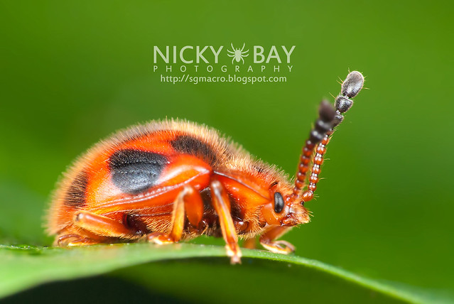 Ladybird-Mimic Beetle - DSC_8011