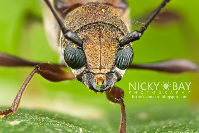 Longhorn Beetle (Cerambycidae) - DSC_7916
