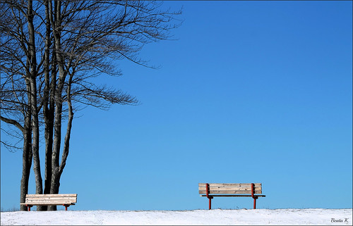 blue trees winter snow tree bench bluesky benches
