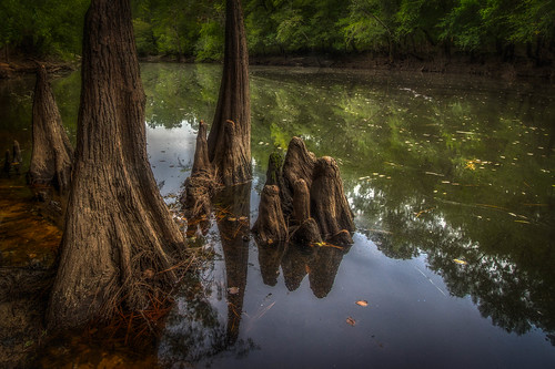 hdr canoochee river bryan county georgia coastal plain cypress knees bank reflection teacolored water summer day