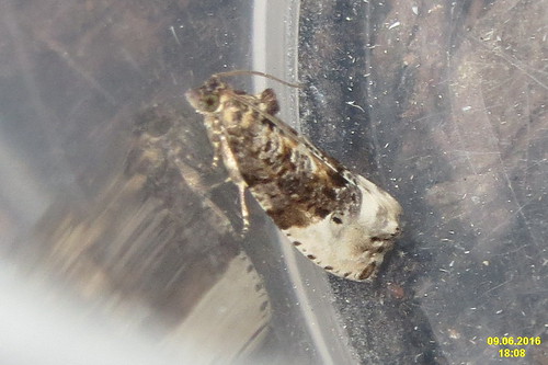 2016 moths hedyanubiferana marbledorchardtortrix obalečjabloňový obaľovačzáhradný