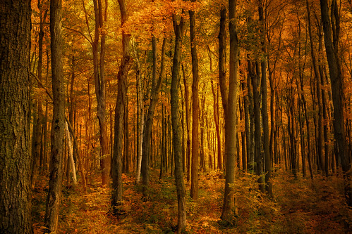 autumn ontario canada texture woods october nottawa brucetrail greycounty
