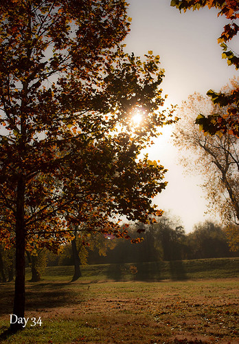 trees fall sunrise photography 365project