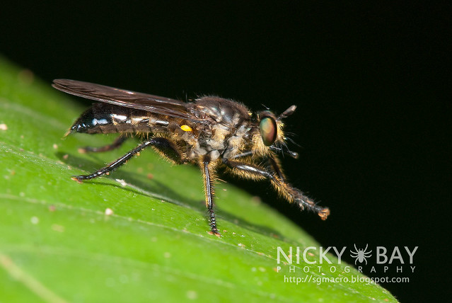 Robberfly (Asilidae) - DSC_0259