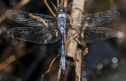 macro dragonfly wildlife damselfly