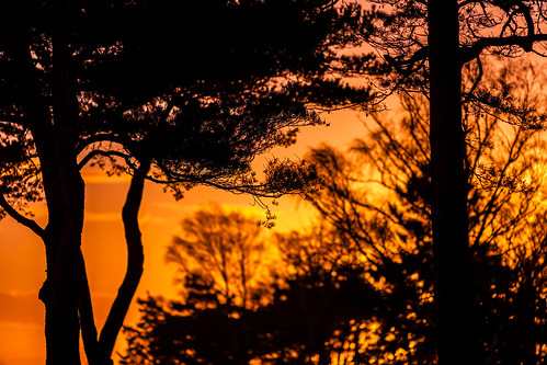 pink trees sunset orange nature silhouette yellow landscape photography coast photo europe sweden january coastal photograph 100 sverige scandinavia f28 2012 200mm halland onsala fav10 2013 ef200mmf28liiusm ¹⁄₂₀₀₀sec mabrycampbell january12013 201301011925