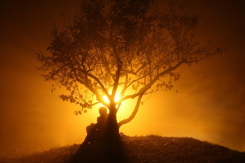 light tree fall fog paradise surrealistic
