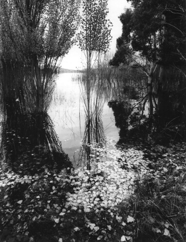 autumn lake film leaves australia photograph 400 4x5 f56 largeformat jindabyne 75mm fomapan tachihara gelatinsilver schneidersuperangulon ultrafinesilvereagle