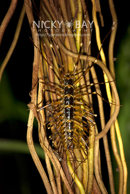 House Centipede (Scutigeridae) - DSC_0403