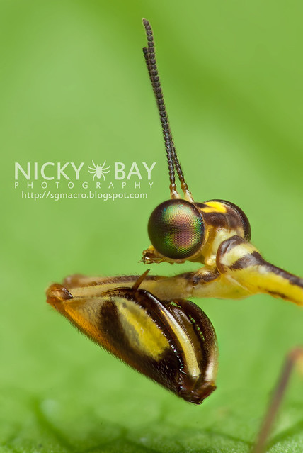 Mantisfly (Mantispidae) - DSC_0265