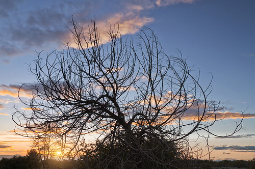 autumn sunset sun tree backlight nikon tramonto sole albero autunno controluce d90 invitojazz vitopaladini