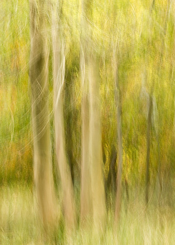 autumn trees painterly motion fall forest movement impressionist icm intentionalcameramovement