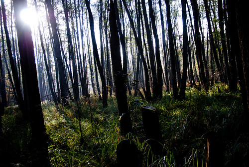 light tree nature forest licht hamburg natur wald baum gegenlicht frontlight duvenstedterbrook wohldorferwald difridi