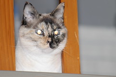 Laser eyes Kitty - Photo of Dampierre-sur-Avre