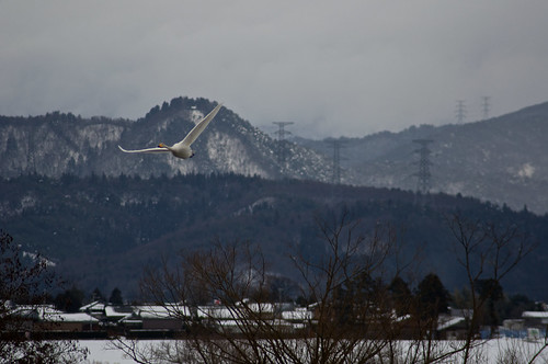 winter japan swan nikon niigata 70300 d90 白鳥 hyoko anano 2013 瓢湖
