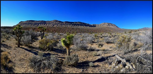 blue wild vacation cactus panorama usa nature america cacti landscape nikon desert nevada gimp photograph highdesert majestic geo anything photograghy agcgsweepchallengewinner