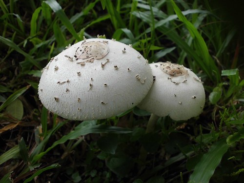mushroom fungi fungus toadstool cendawan jamur notidentifiedyet geo:country=indonesia nelindah benqac100