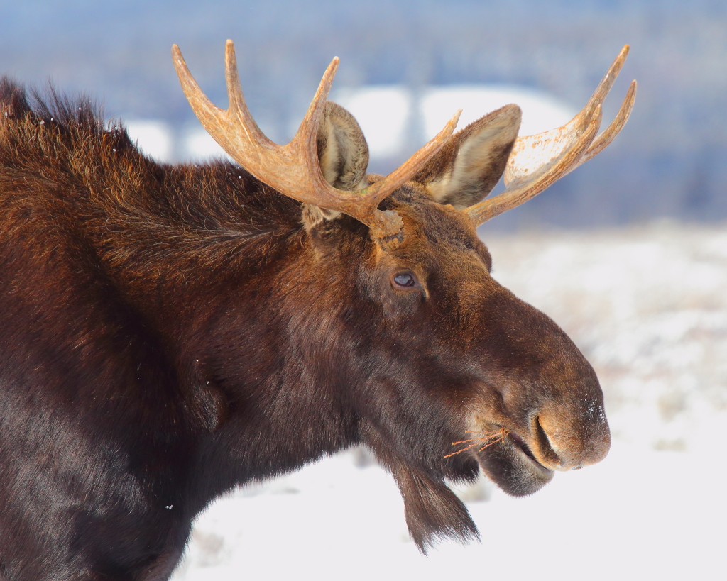 IMG_8595 Bull Moose, Grand Teton National Park