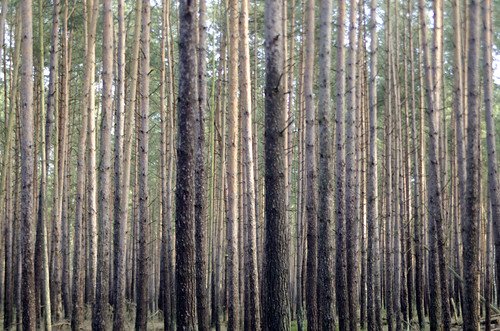 wood tree vertical wald baum stamm vertikal