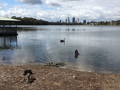 One More of Lake Monger Birdies and Perth Skyline