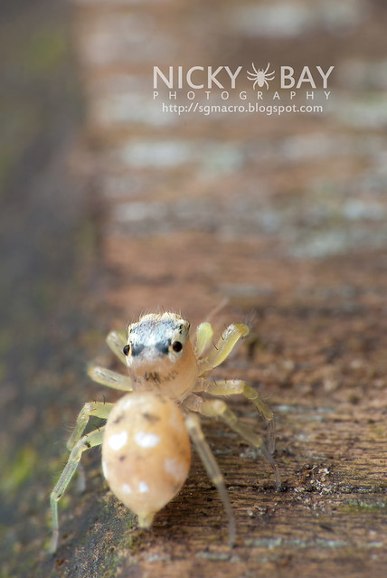 Jumping Spider (Salticidae) - DSC_6824