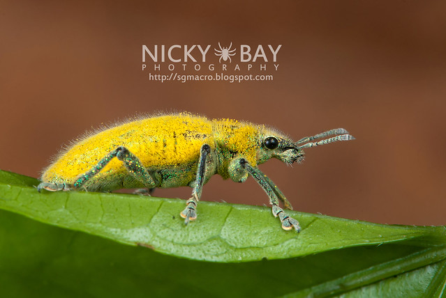 True Weevil (Curculionidae) - DSC_6203