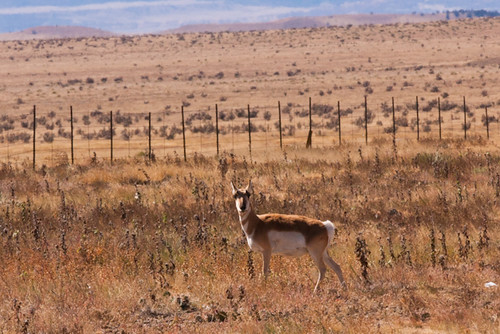 road new trip vacation newmexico landscape mexico scenery unitedstates wildlife roadtrip maxwell elk