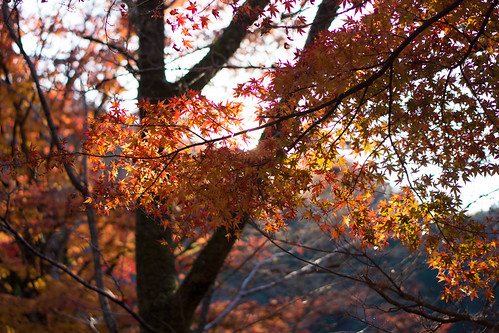 autumn plant color tree fall nature leaves japan scenery view sony 日本 紅葉 秋 autumncolor 愛知県 nex 豊田市 nex7