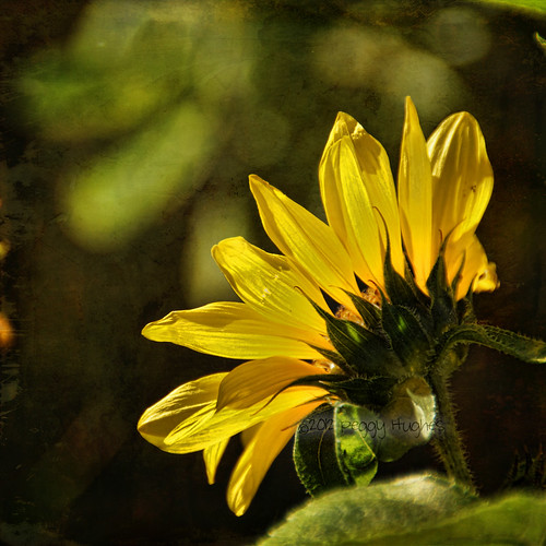 california sun flower texture sunshine sunflower rearview orangecounty peggy missionsanjuancapistrano ©allrightsreserved ©peggyhughes october242012