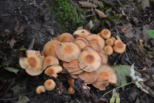fungi sheathedwoodtuft strophariaceae föränderligtofsskivling