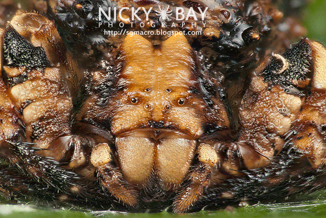 Bird Dung Crab Spider (Phrynarachne sp.) - DSC_7635