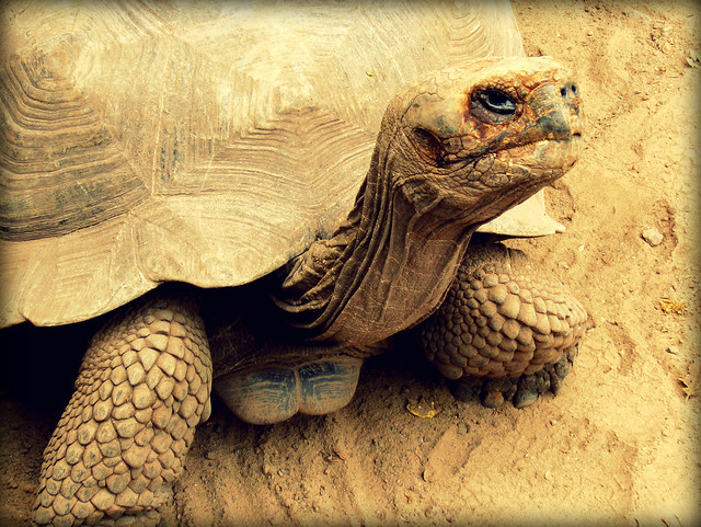 There's A Place In The Galapagos Islands Worth Visiting For Wildlife! Tortoise in the Galapagos Islands