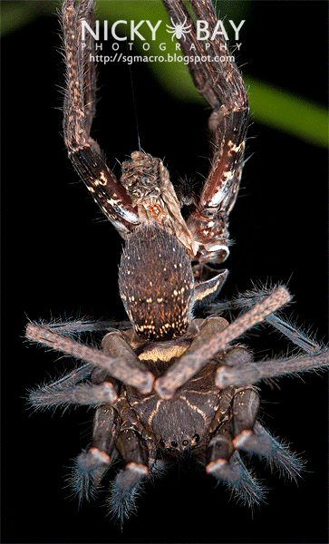 Huntsman Spider moulting (Sparassidae) - ESC_0058