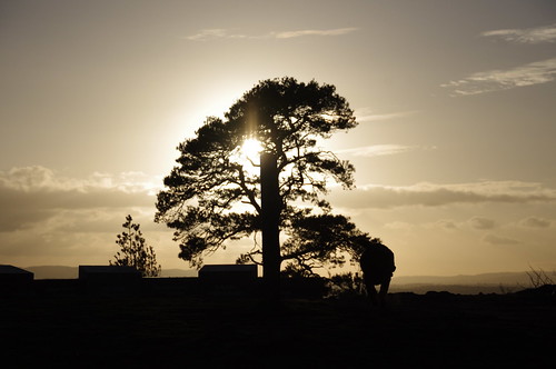 trees light sunset sun tree silhouette point woods glow shine shropshire view walk hill lookout haughmondhill