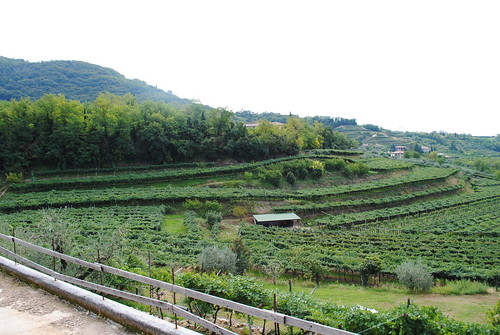 vacation italy alps green vineyard view wine winery 2012 cortesantalda