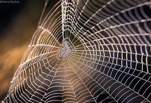 morning autumn macro water spider droplets serbia cobweb spidersweb balkan taramountain paucina aspidersweb centralserbia taraplanina taranacionalnipark novavezanja serbianlandscapes