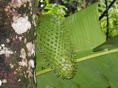 Guanábana (Annona muricata)