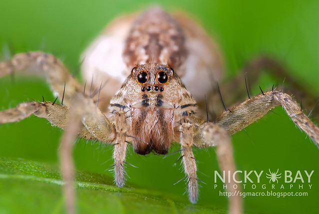 Wolf Spider (Lycosidae) - DSC_0533